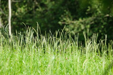 yeşil yaz çayır deseni mor çiçekler ve yapraklarla soyut desen