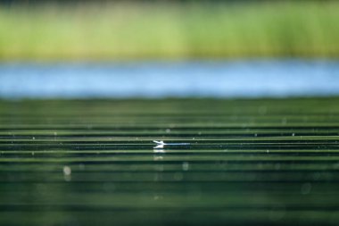 Yaz gölü su yüzeyi düşük perspektiften soyutlanır. Kabarcıklar ve yemeklerle.