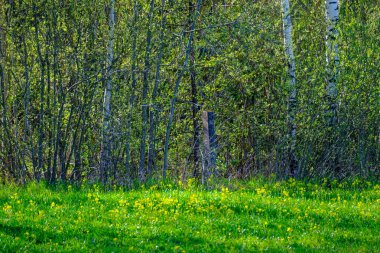 yeşil yaz yaprakları ağaç yaprakları ve bulanık arkaplan ile soyut desen