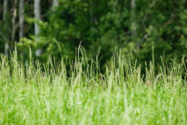 yeşil yaz çayır deseni mor çiçekler ve yapraklarla soyut desen
