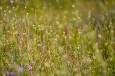 Yazın açık bataklık tundra manzarası yeşil bitki örtüsü ve yerde mor çiçekler