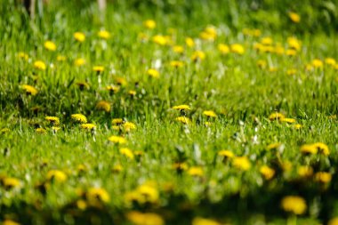 Yeşil arka planda sarı karahindibaları olan parlak renkli bahar çayırları. Doğadaki yaz dokusu