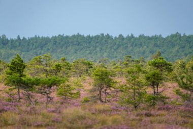 Yazın açık bataklık tundra manzarası yeşil bitki örtüsü ve yerde mor çiçekler
