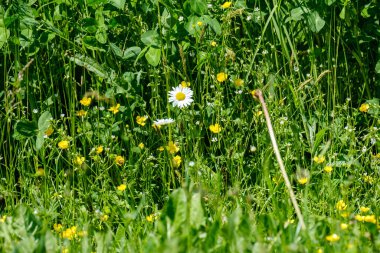 Yeşil arka planda sarı karahindibaları olan parlak renkli bahar çayırları. Doğadaki yaz dokusu