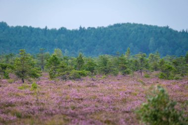 Yazın açık bataklık tundra manzarası yeşil bitki örtüsü ve yerde mor çiçekler