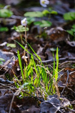 yeşil yaz yaprakları ağaç yaprakları ve bulanık arkaplan ile soyut desen