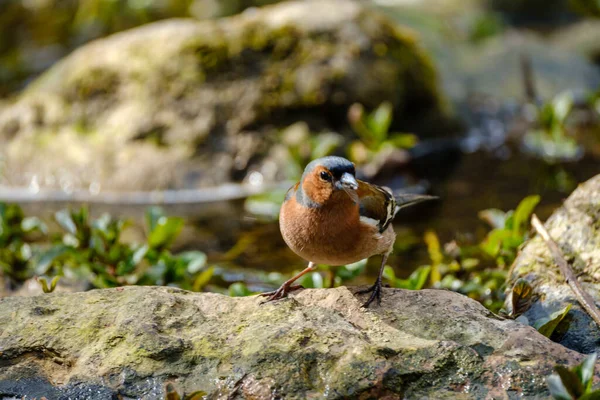 Bullfinch Eurasiatico Pyrrhula Pyrrhula Maschio Cattura Mosche Vicino Fiume Estate — Foto Stock