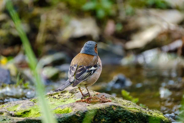 Pinzón Euroasiático Pyrrhula Pyrhula Macho Cazando Moscas Cerca Del Río —  Fotos de Stock