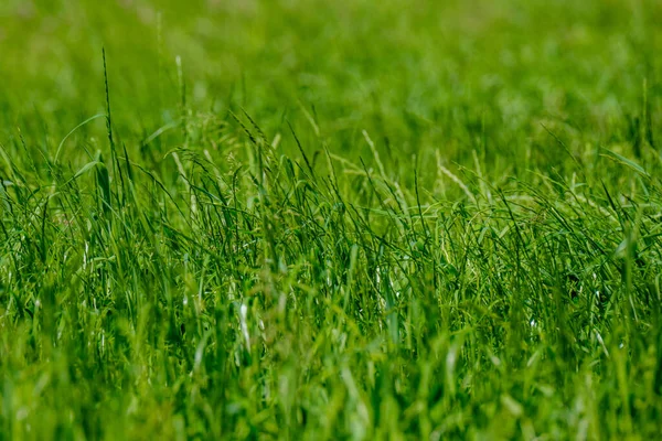 green summer meadow abstract texture with purple flowers and foliage