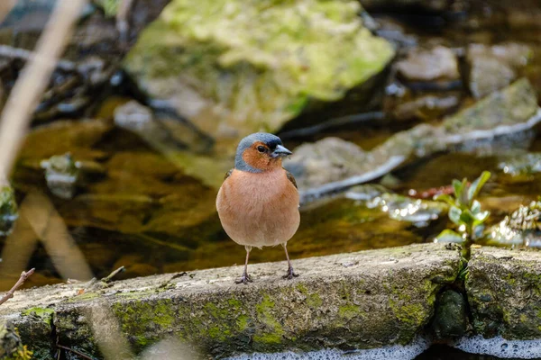 Pinzón Euroasiático Pyrrhula Pyrhula Macho Cazando Moscas Cerca Del Río —  Fotos de Stock