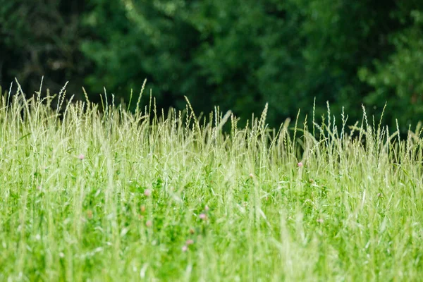 green summer meadow abstract texture with purple flowers and foliage