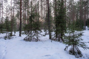 Ağaçların gövdesi kış ormanlarında karla kaplı ve dalların arasından parlayan güneş.