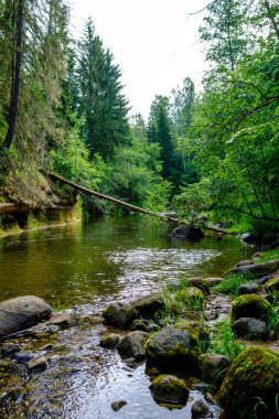 Yaz mevsiminde, taşlı ve alçak sulu yeşil ormanlık bir nehir deresi.