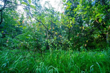 Yazın yapraklarla, yapraklarla, yapraklarla ve çalılarla doludur.