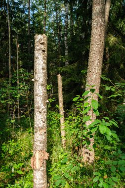 Ağaç gövdesi ezilmesi yazın güçlü kunduz dişleri tarafından kesiliyor.