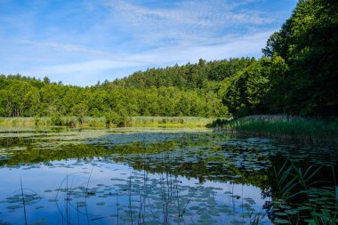 Yeşil yapraklı ormandaki manzaralı yaz nehri manzarası ve akarsudaki kum ve kayalarla alçak su.