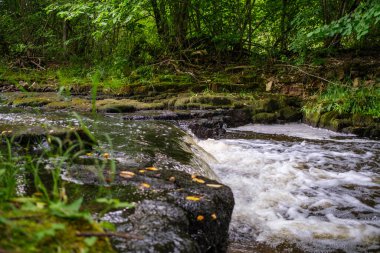 Yavaş orman nehri Yazın yeşil ormanlık kayalar derede ve küçük şelaleler