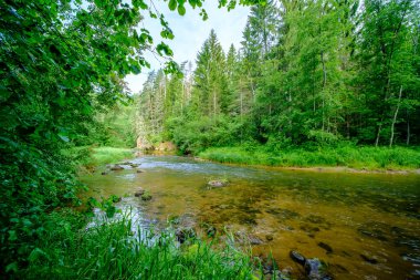 Yeşil yapraklı ormandaki manzaralı yaz nehri manzarası ve akarsudaki kum ve kayalarla alçak su.