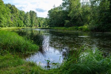 Yavaş orman nehri Yazın yeşil ormanlık kayalar derede ve küçük şelaleler