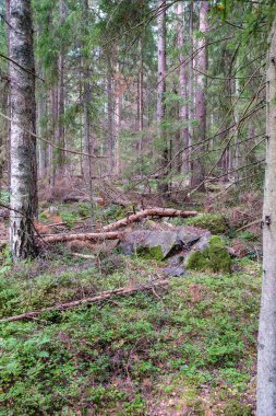 Zaman içinde yosun ve çatlaklarla dolu vahşi ormanda büyük taşlar.