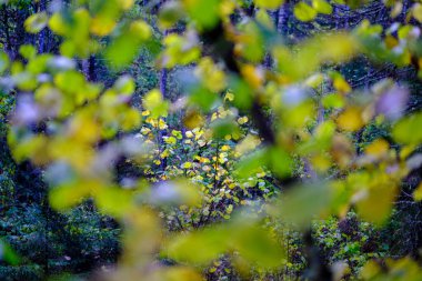 soyut sonbahar renkli yaprak peteri bulanık arkaplan ve karamsar renklerle doğada
