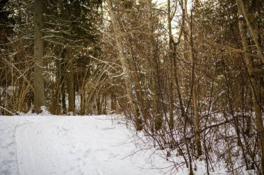 Kar altında ağaçlar olan büyülü kış ormanı. Kırsalda güneşli bir gün