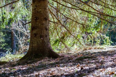 Baharda ağaç gövdeleri ve tepeleri olan güneşli eski orman, güneş ışınlarıyla kaplanmış yosunlar.