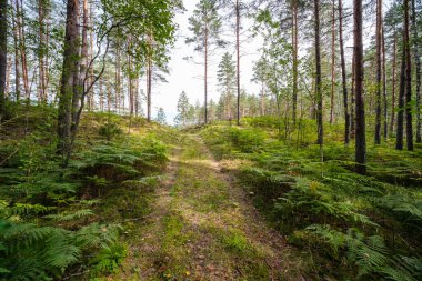 Sonbaharda ormanda turistik bir patika. Yolda sarı yapraklar var.