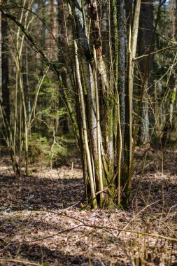 Doğal yaz ormanı çalılar, ağaç gövdeleri ve yerde yosunlar ile doludur. Doğa, kuşlar ve hayvanlar için saklıdır.