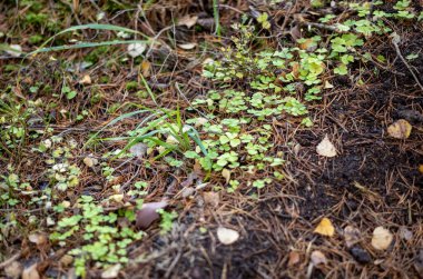 soyut sonbahar renkli yaprak peteri bulanık arkaplan ve karamsar renklerle doğada
