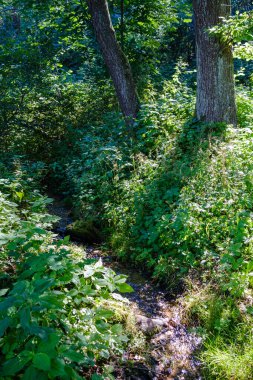 Yazın yapraklarla, yapraklarla, yapraklarla ve çalılarla doludur.