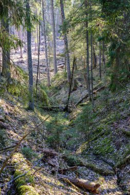 Doğal yaz ormanı çalılar, ağaç gövdeleri ve yerde yosunlar ile doludur. Doğa, kuşlar ve hayvanlar için saklıdır.