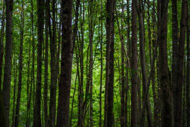 Koyu yeşil kayın ağacı yaz ormanlarında yetişir. Gölgelerde ağaç gövdeleri