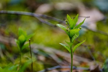 Tarafsız arka planda, baharda küçük ağaç dalları. Taze yeşil yapraklı soyut