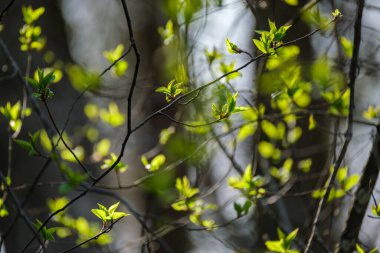 Tarafsız arka planda, baharda küçük ağaç dalları. Taze yeşil yapraklı soyut