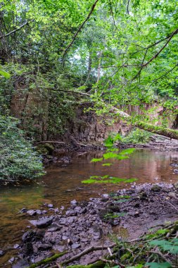 Yavaş orman nehri Yazın yeşil ormanlık kayalar derede ve küçük şelaleler