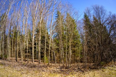 Ağaç gövdesi desenli arka plan. Bahar ormanlarında beyazlatıcı renklerle.