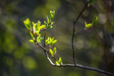 Tarafsız arka planda, baharda küçük ağaç dalları. Taze yeşil yapraklı soyut