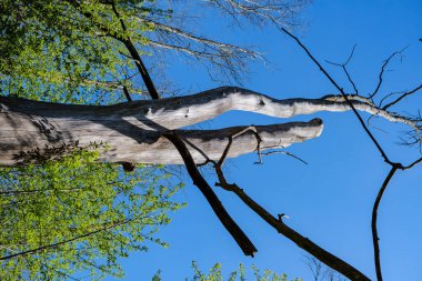 Ağaç gövdesi ormanda odun ve şömine için tepiniyor.