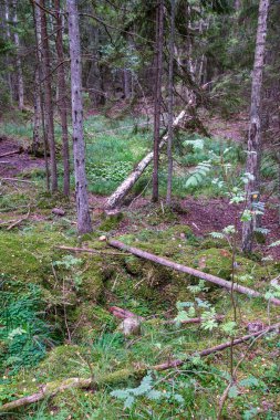 Ağaç gövdesi ormanda odun ve şömine için tepiniyor.