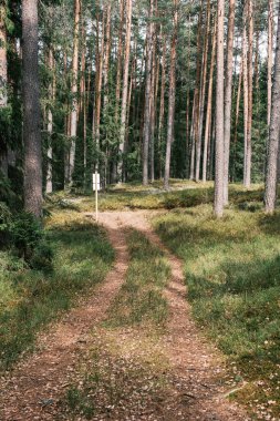Bahar ormanındaki güzel çakıllı patika yolu. Yapraksız ağaçlar