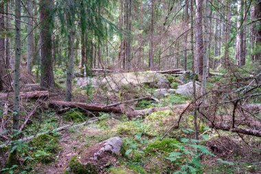 Zaman içinde yosun ve çatlaklarla dolu vahşi ormanda büyük taşlar.