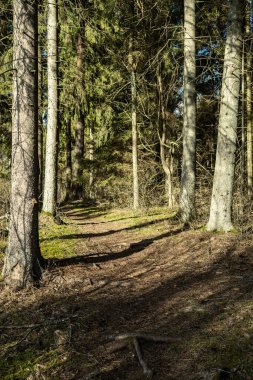 Baharda ağaç gövdeleri ve tepeleri olan güneşli eski orman, güneş ışınlarıyla kaplanmış yosunlar.