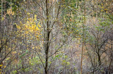 soyut sonbahar renkli yaprak peteri bulanık arkaplan ve karamsar renklerle doğada