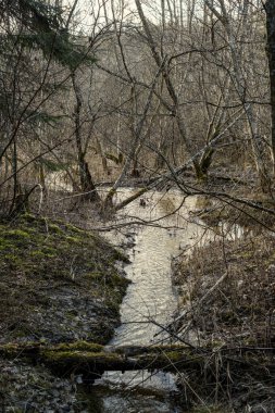 Kırsal orman nehri kıyılarında mavi su ve kayalıklarla ilkbahar bitkileri