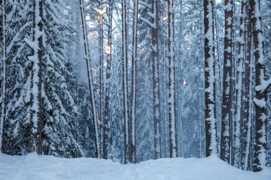 Ağaçların gövdesi kış ormanlarında karla kaplı ve dalların arasından parlayan güneş.