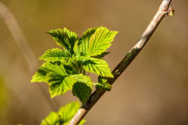 Tarafsız arka planda, baharda küçük ağaç dalları. Taze yeşil yapraklı soyut