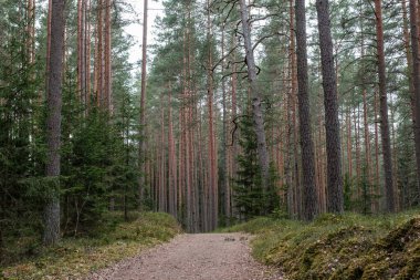 Bahar ormanındaki güzel çakıllı patika yolu. Yapraksız ağaçlar