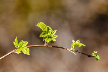 Tarafsız arka planda, baharda küçük ağaç dalları. Taze yeşil yapraklı soyut