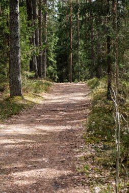 Bahar ormanındaki güzel çakıllı patika yolu. Yapraksız ağaçlar